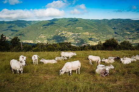 Alta Langa Landscape with cows
